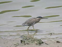 Striated Heron