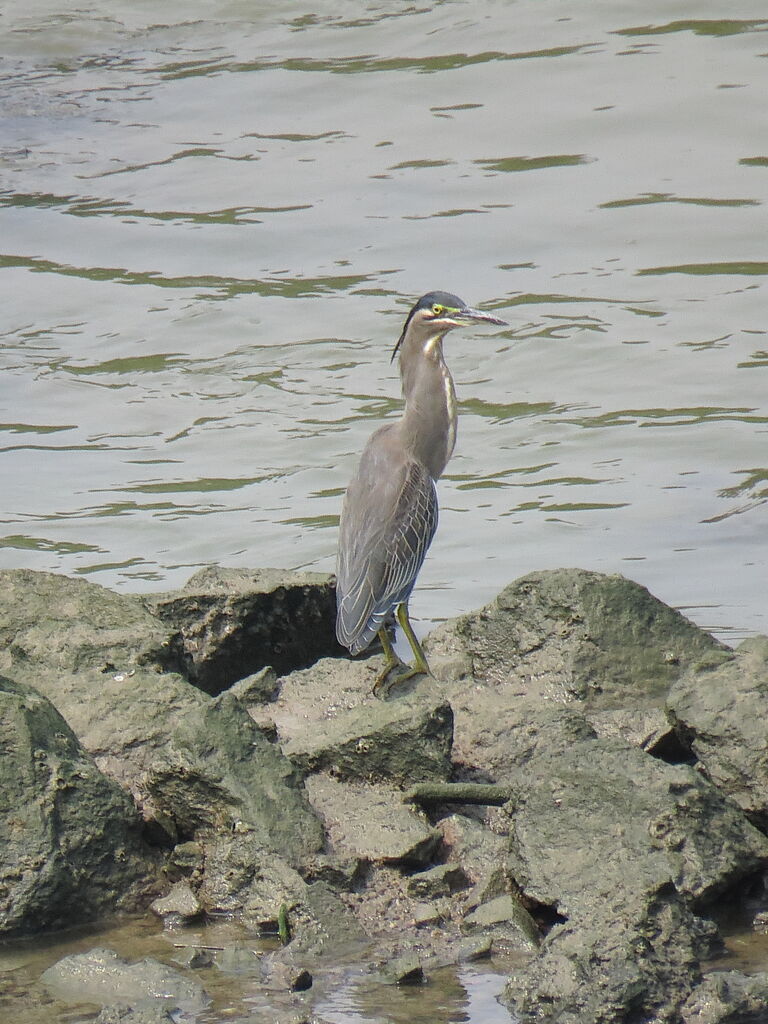 Striated Heron