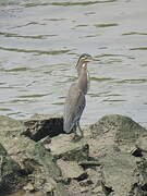 Striated Heron