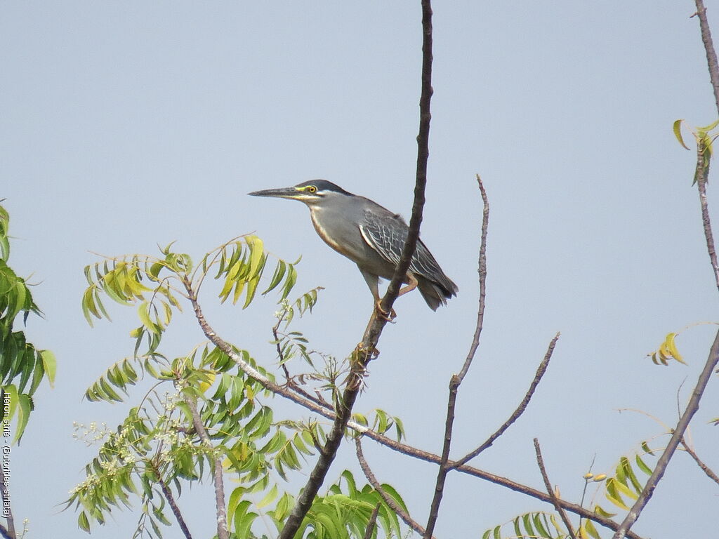 Striated Heron