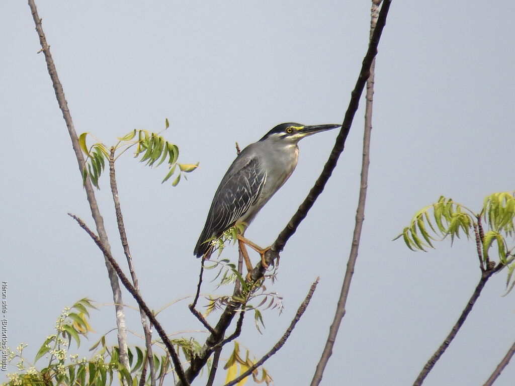 Striated Heron