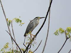 Striated Heron