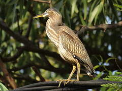 Striated Heron