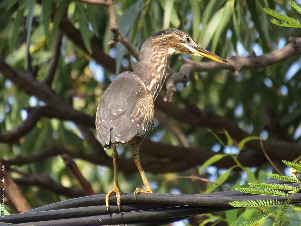 Striated Heron