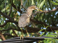 Striated Heron