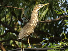 Striated Heron