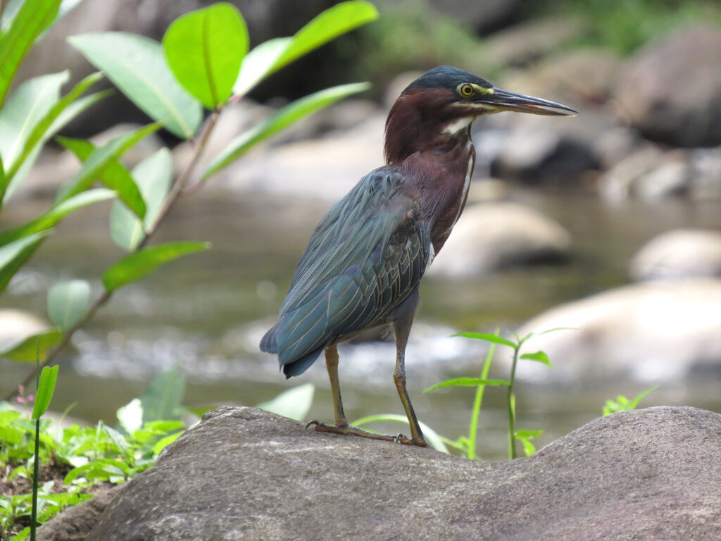 Green Heron