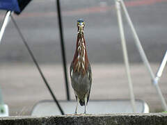 Green Heron