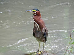 Green Heron