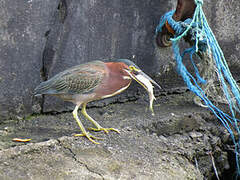 Green Heron