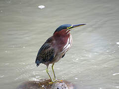 Green Heron