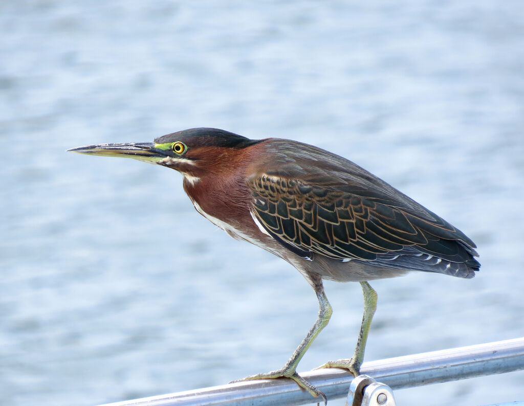 Green Heron