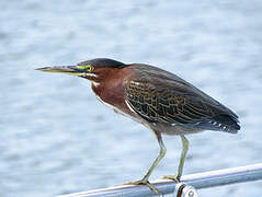 Green Heron