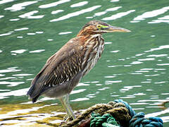 Green Heron