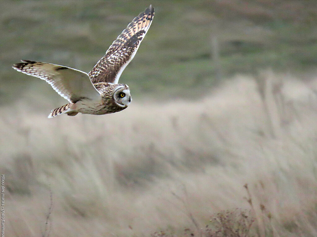 Short-eared Owl