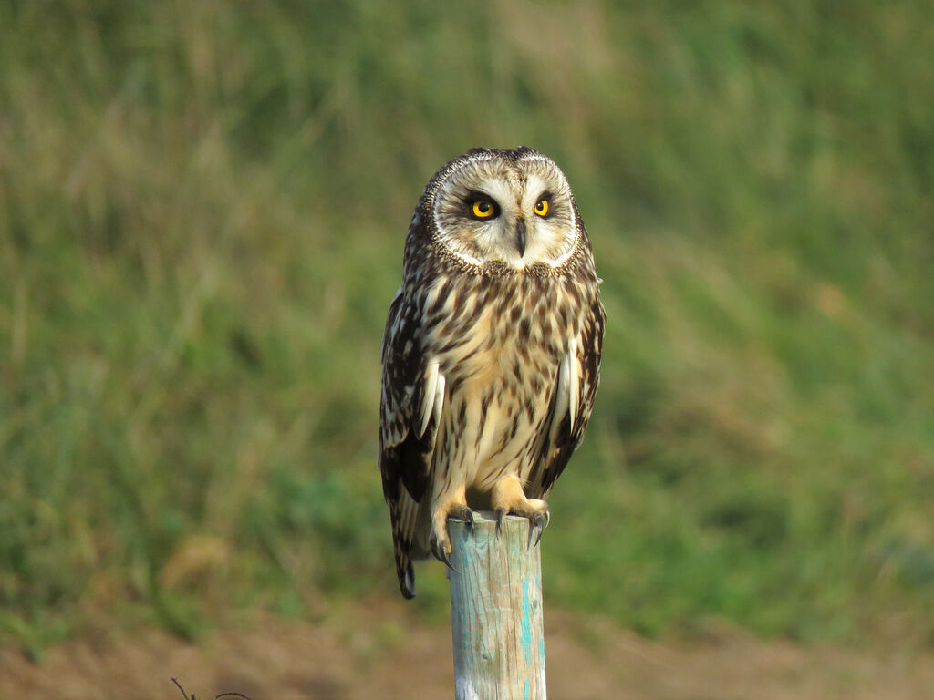 Short-eared Owl