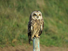 Short-eared Owl