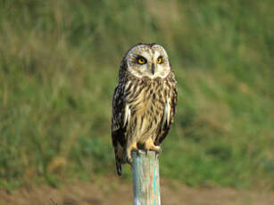 Hibou des marais