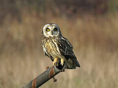 Short-eared Owl