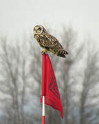 Short-eared Owl