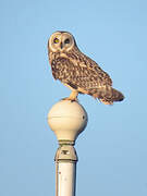 Short-eared Owl