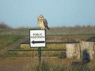 Hibou des marais