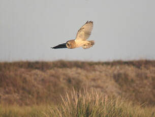 Hibou des marais