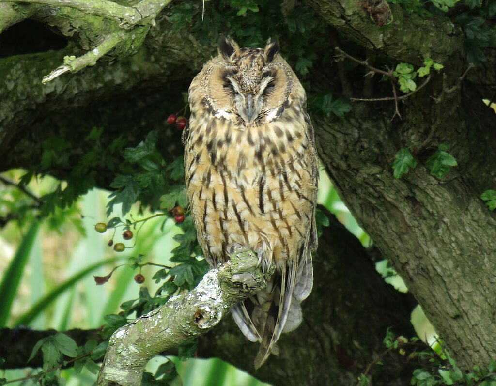 Hibou moyen-duc