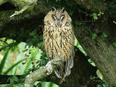 Long-eared Owl