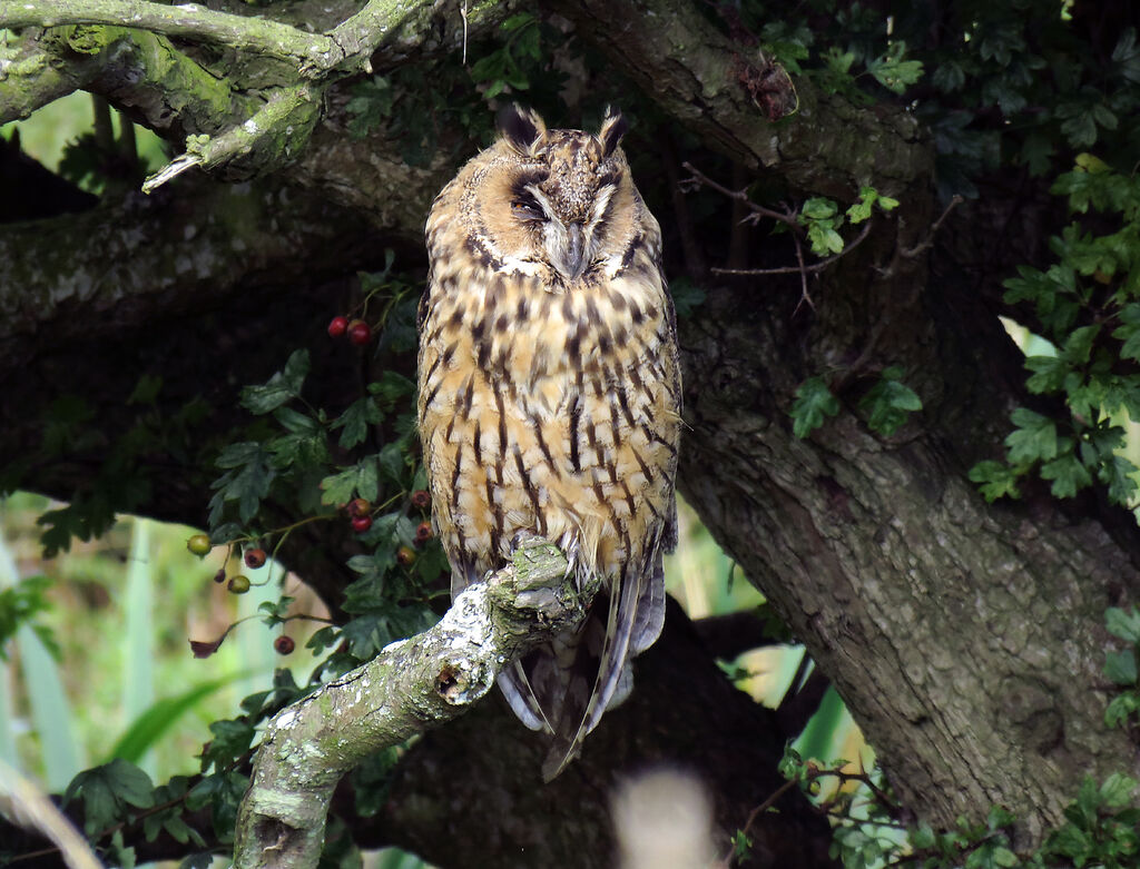 Long-eared Owl