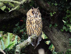 Long-eared Owl