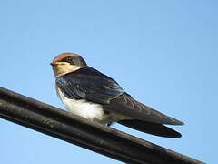 Wire-tailed Swallow