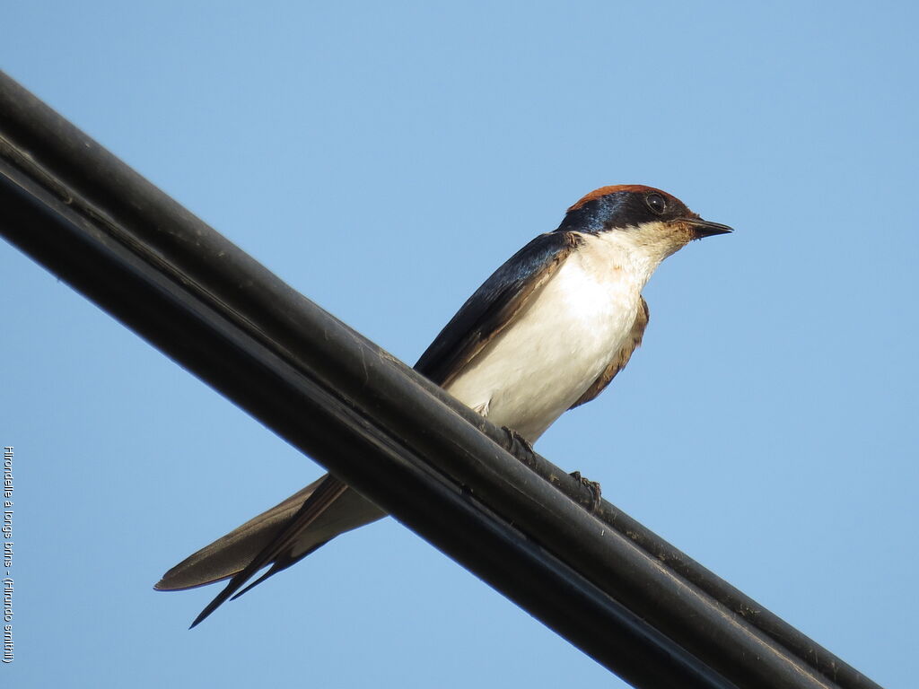 Wire-tailed Swallow