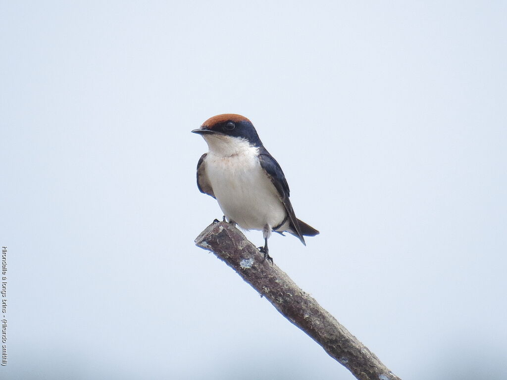 Hirondelle à longs brins