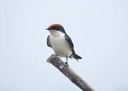 Wire-tailed Swallow