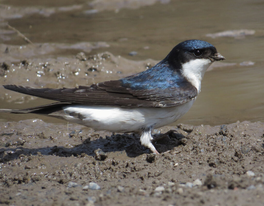 Common House Martin