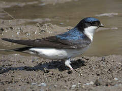 Common House Martin