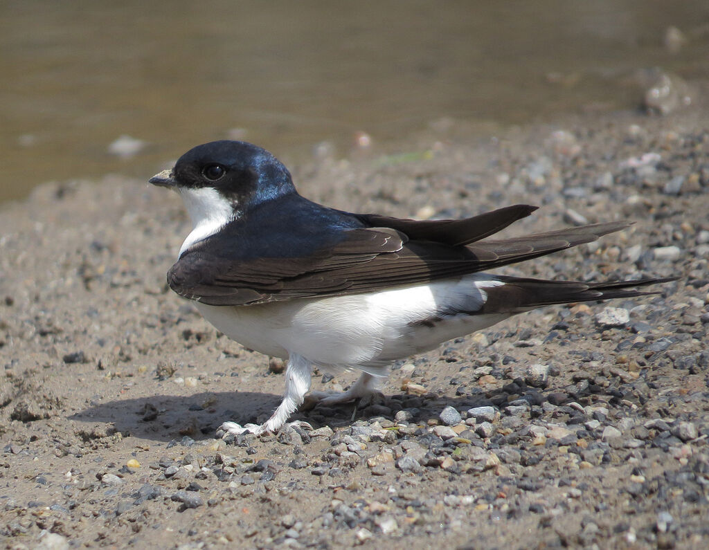 Western House Martin