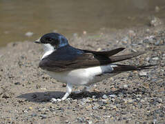 Common House Martin