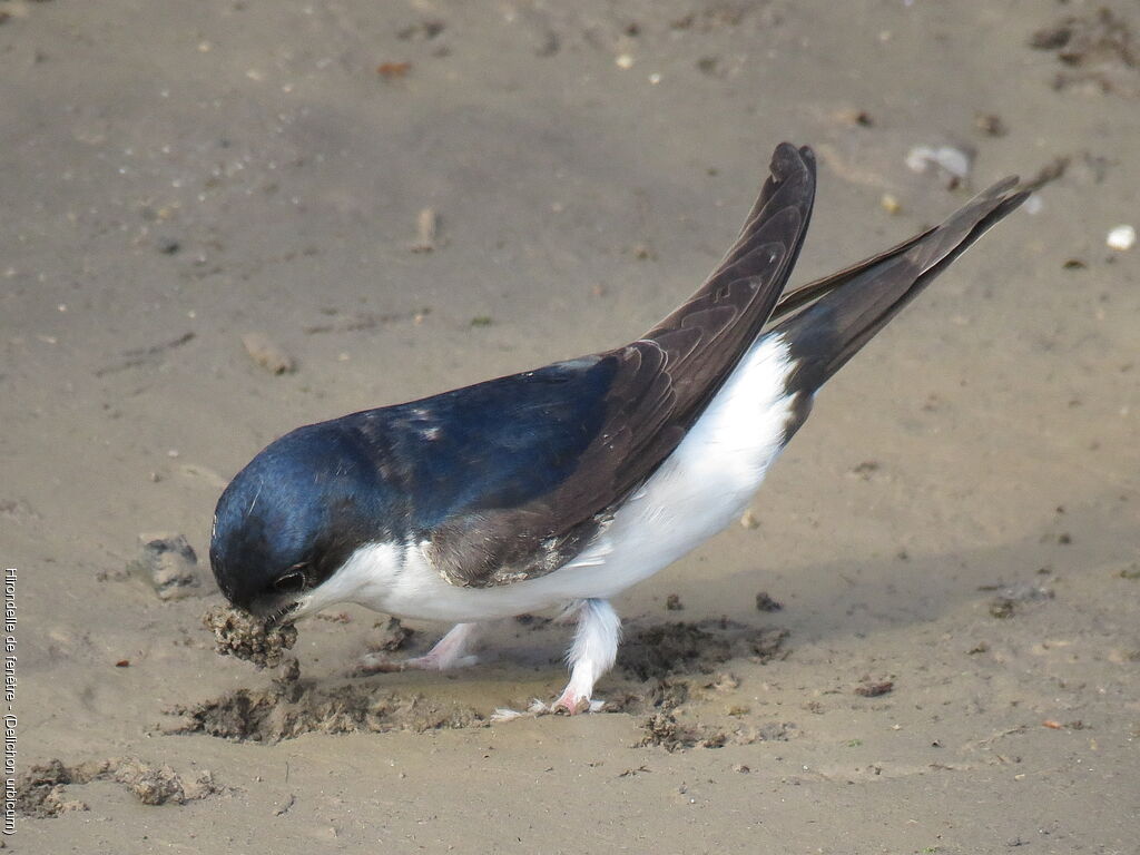 Common House Martin