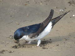 Western House Martin