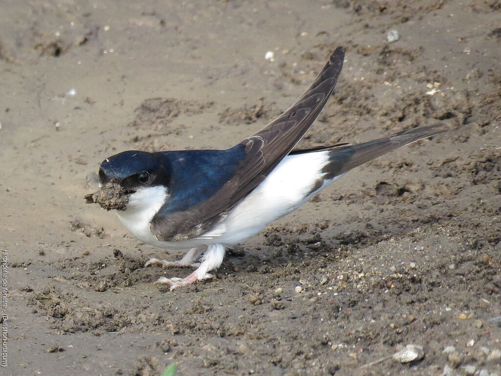 Common House Martin