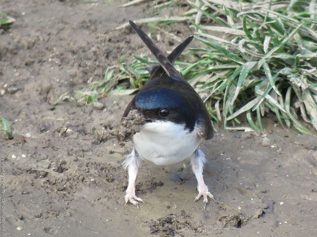 Common House Martin