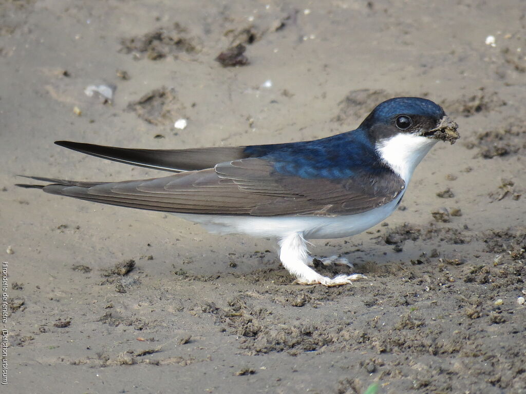 Common House Martin