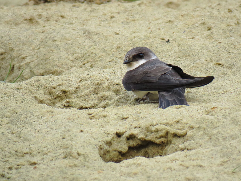 Sand Martin