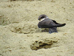 Sand Martin