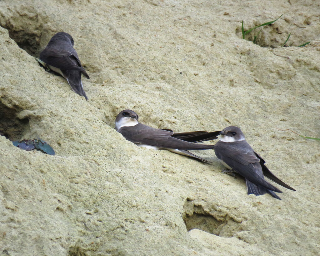 Sand Martin