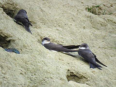 Sand Martin