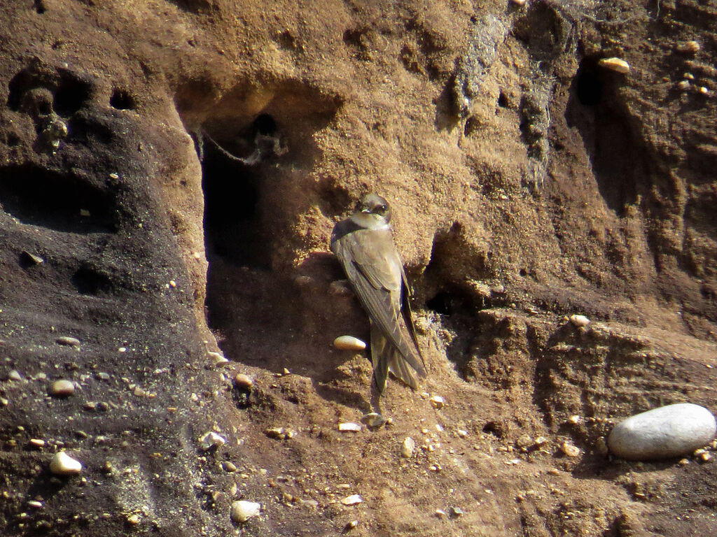 Sand Martin