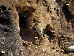 Sand Martin